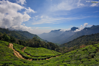Munnar Tea Plantations