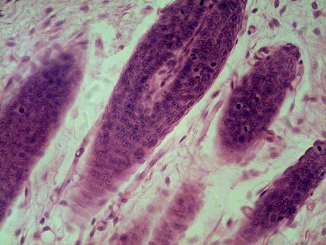 Skin & Hair Care Diet Program