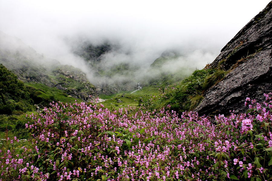 Day 4: Ghangaria - Valley of Flowers -Ghangaria