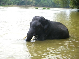 Wildlife & Culture Unleashed: Kerala's Natural Wonders & Rich Heritage!Unveil Kerala's Wildlife & Culture: Explore Pristine National Parks, Exotic Wildlife & Rich Heritage on this Enthralling Tour!